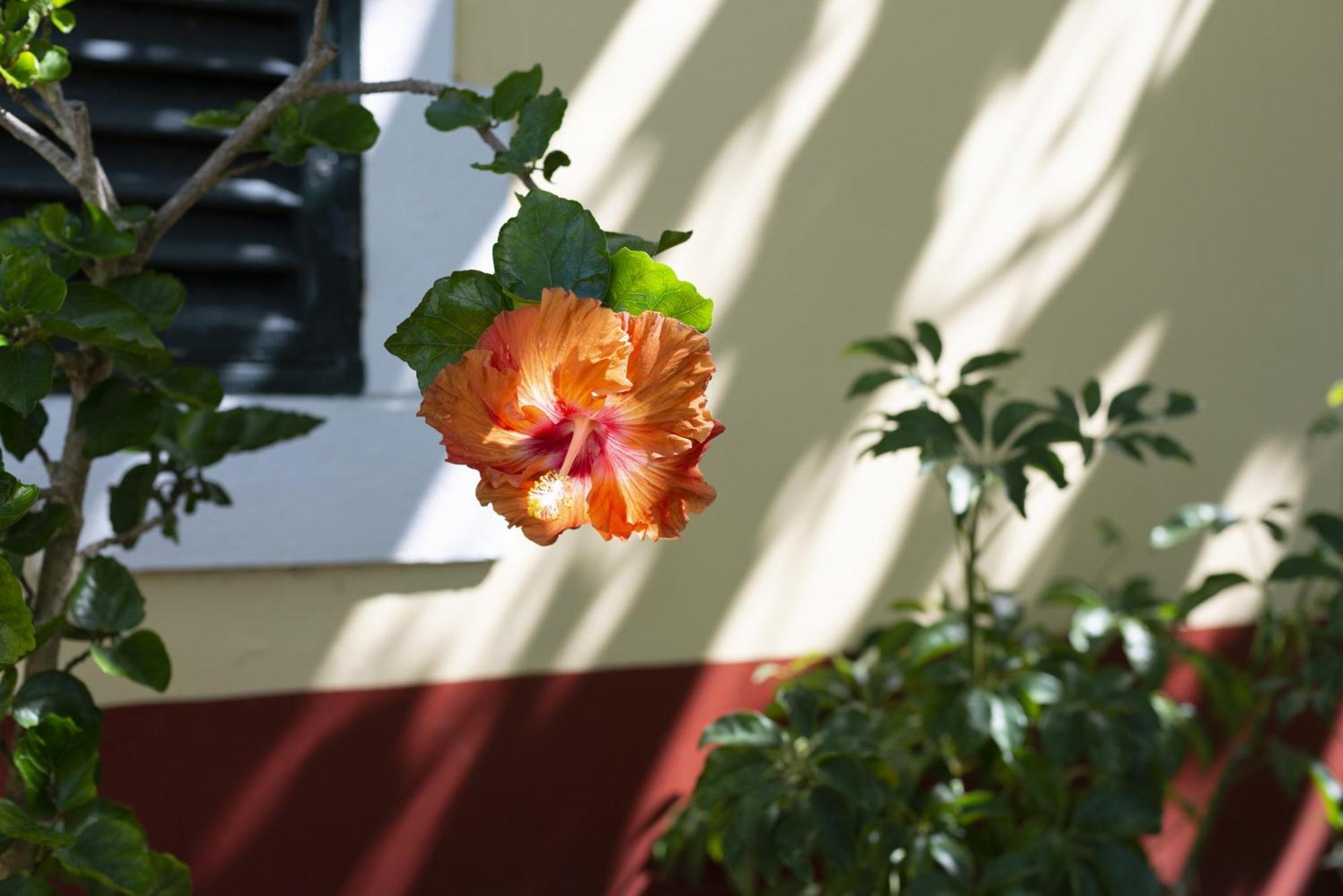 Quinta Das Hortensias Arco de São Jorge Exterior photo